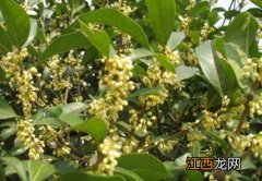 桂花树怎么养殖 桂花树怎么养殖好