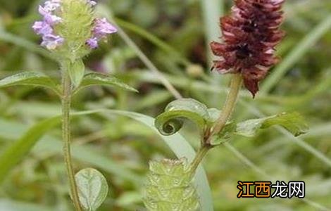 夏枯草的栽培技术 夏枯草怎么繁殖