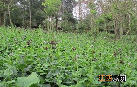 云木香的种植技术和管理 云木香的种植技术