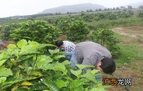 巴戟天适合在什么地方种植 巴戟天的种植条件