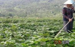 广藿香的种植技术 广藿香的种植技术与方法