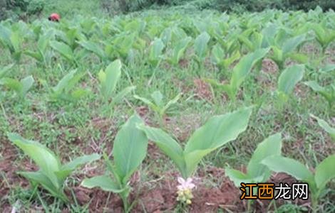 郁金种植技术与栽培管理 郁金的种植技术