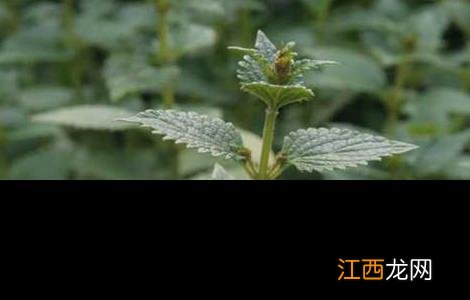 怎么种植溪黄草 种植溪黄草补助