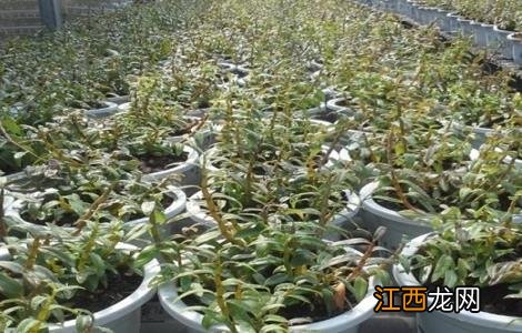 石斛种植的施肥方法有哪些 石斛种植的施肥方法