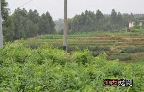 高产黄精种植技术 黄精的高产种植技术