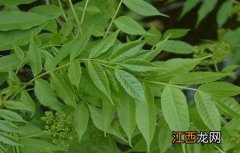 川楝子的种植方法 川楝子植物图片