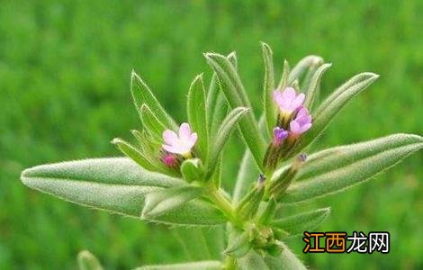 紫草的种植技术视频 紫草的种植技术