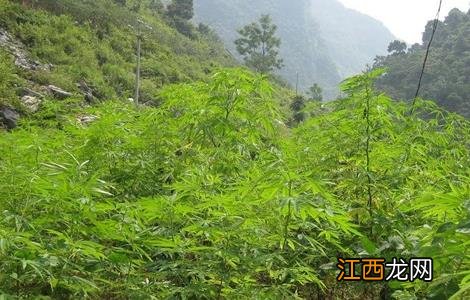 火麻仁的种植方法 火麻仁怎么种植