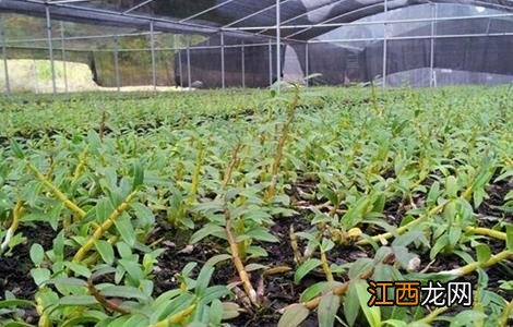 铁皮石斛生长环境 铁皮石斛生长环境对成分的影响