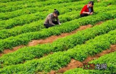 太子参种植技术及亩收益 太子参种植技术