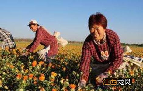 红花的种植方法和时间 红花的种植方法