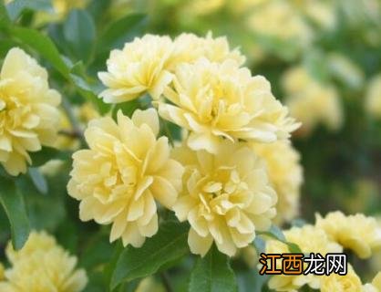 木香花为什么不能种广西 木香花为什么不能种