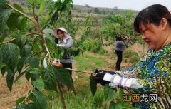 杜仲的种植方法 杜仲的种植方法和时间