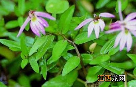 半边莲种植技术视频 半边莲的种植技术