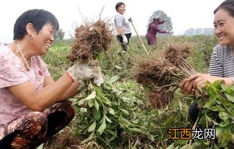 白术该怎么管理 白术如何管理