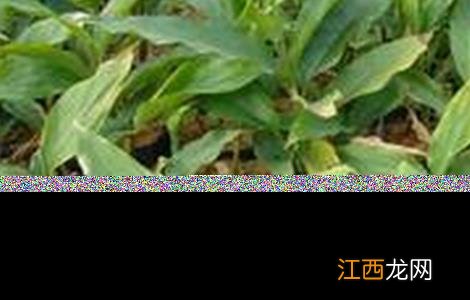 豆蔻的种植方法 豆蔻的种植方法和技术