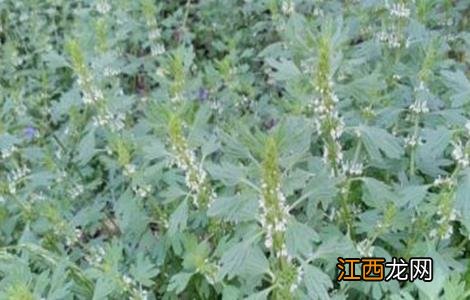 夏枯草怎么种植方法 夏枯草怎么种植