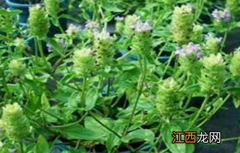 夏枯草怎么种植方法 夏枯草怎么种植