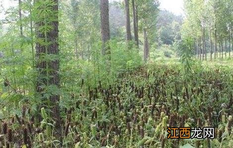 夏枯草怎么种植方法 夏枯草怎么种植