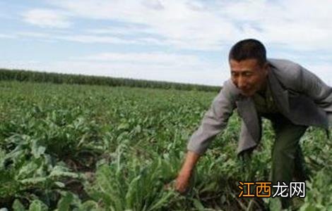 板蓝根种植技术 板蓝根种植技术和生长周期是多久