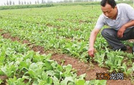 板蓝根种植技术 板蓝根种植技术和生长周期是多久