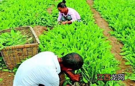 蒲公英种植的田间管理方法 蒲公英种植的田间管理