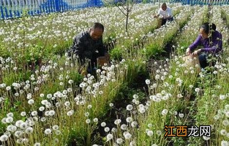 蒲公英种植的田间管理方法 蒲公英种植的田间管理