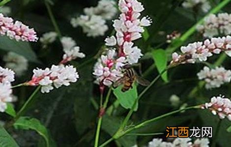 辣蓼种植的方法 辣蓼种植的方法有哪些