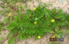 蕨麻的种植技术与管理 蕨麻的种植技术