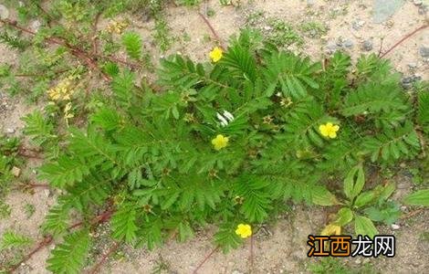 蕨麻的种植技术与管理 蕨麻的种植技术