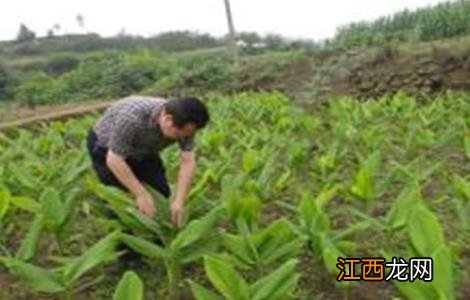 姜黄的种植方法和时间 姜黄的种植方法