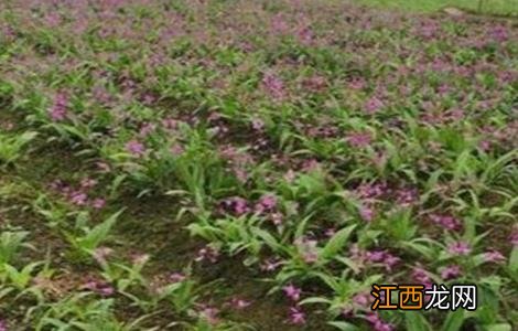 半枝莲的种植方法视频 半枝莲的种植方法