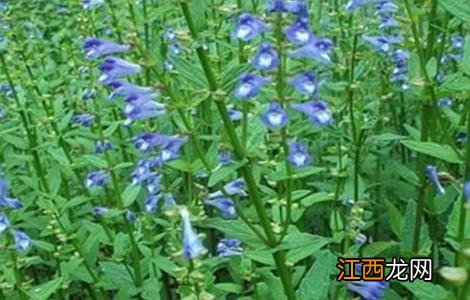 半枝莲的种植方法视频 半枝莲的种植方法