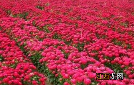 半枝莲的种植方法视频 半枝莲的种植方法