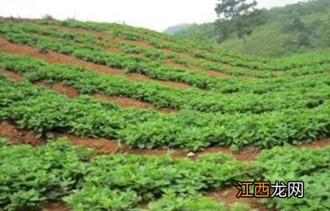 生地的种植技术 生地的种植技术与经济效益