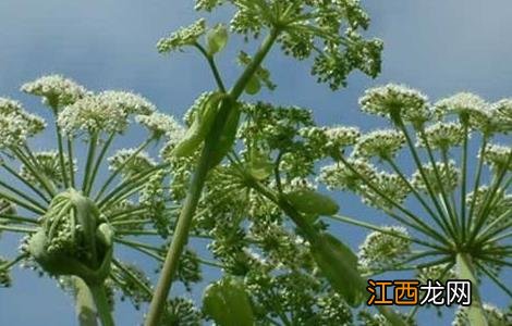 白芷种植技术 白芷种植技术与栽培管理