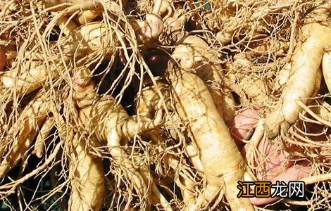 西洋参种植的注意事项和禁忌 西洋参种植的注意事项