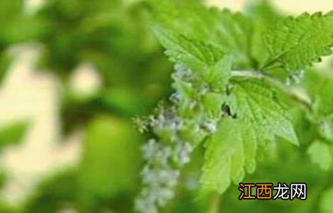 冬凌草种植的方法 冬凌草怎么种植