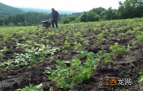 刺五加的种植技术 刺五加种植技术与栽培管理