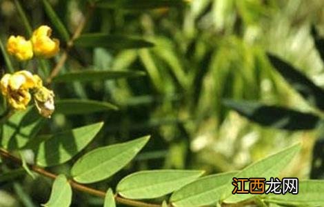番泻叶怎么种好 番泻叶好吗