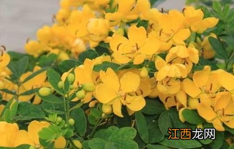 怎么种植决明子 决明子的种植技术