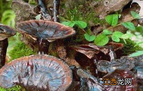 种植灵芝需要注意什么 种植灵芝需要什么条件