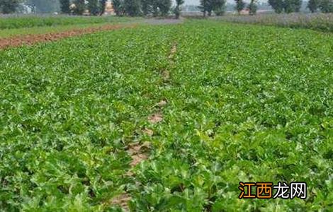 沙参怎么种好 沙参好种吗