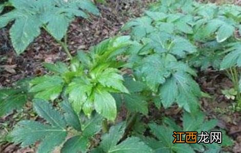 沙参怎么种好 沙参好种吗