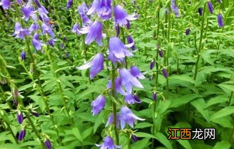 沙参怎么种好 沙参好种吗