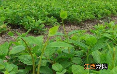 沙参怎么种好 沙参好种吗