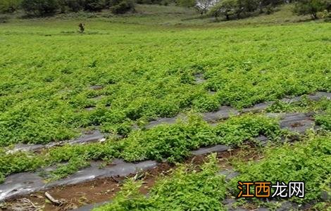 丹参高产的种植方法 丹参适应什么地方种植