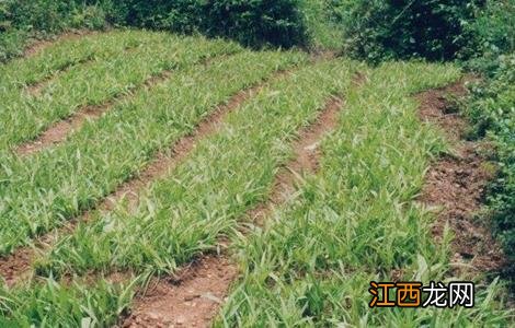 怎样提高白芨种植成活率的方法 怎样提高白芨种植成活率