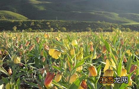 贝母种植的注意事项 种植贝母需要什么条件