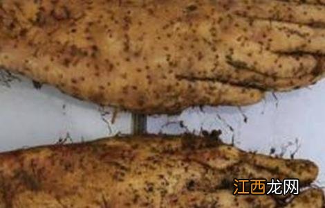 山药畸形的原因 山药畸形的原因分析